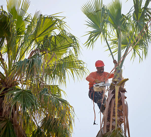 Best Tree Maintenance Programs  in Christiansburg, VA