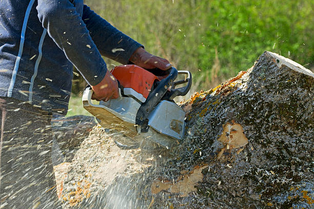 How Our Tree Care Process Works  in  Christiansburg, VA